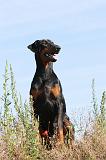 DOBERMANN 626